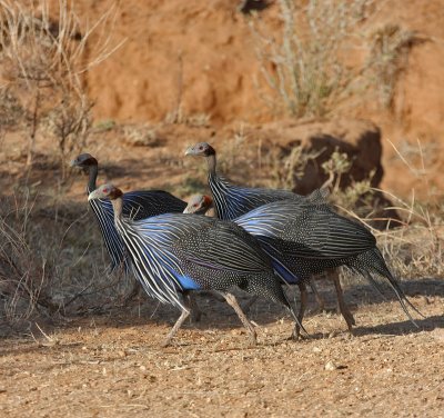 Vulturine Guineafowl