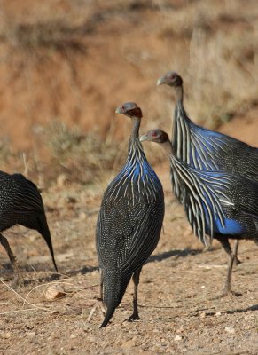 Vulturine Guineafowl