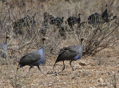 Vulturine Guineafowl