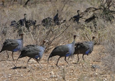 Vulturine Guineafowl