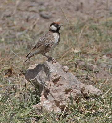 Fischer's Sparrow-Lark