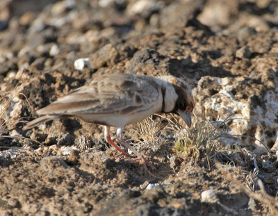 090613 Chestnut-headed Sparrow-Lark 3851.jpg