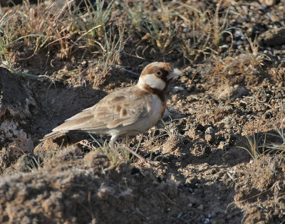 090613 Chestnut-headed Sparrow-Lark 3868.jpg