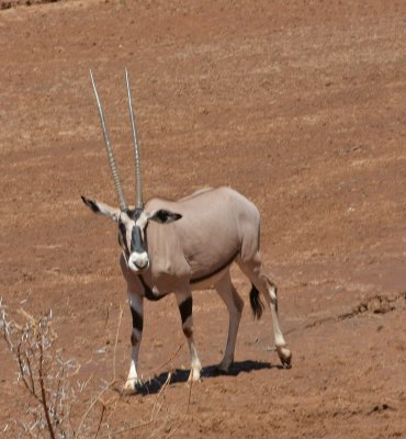 Beisa Oryx