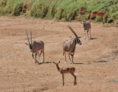 Beisa Oryx