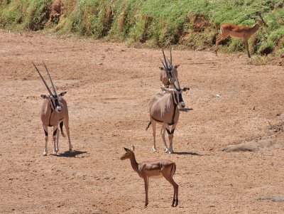 Beisa Oryx