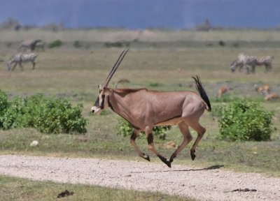 Fringe-eared Oryx