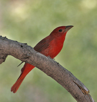 Summer Tanager