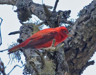 Summer Tanager, Mendocino Co., September 2009