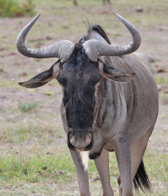 Blue Wildebeest