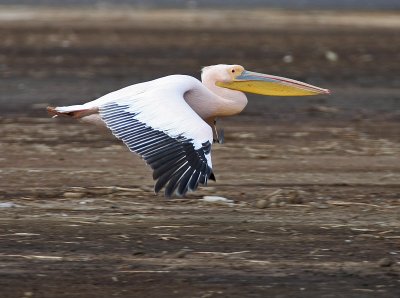 Great White Pelican