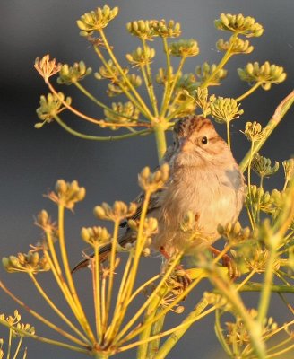 Clay-colored Sparrow