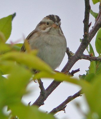 Clay-colored Sparrow