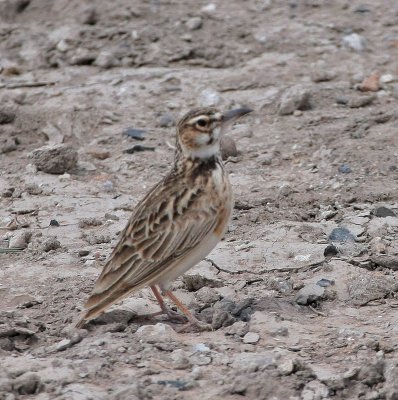 Short-tailed Lark