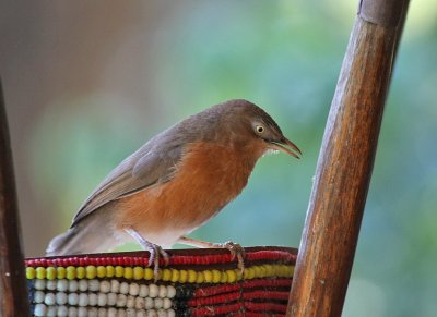 Rufous Chatterer