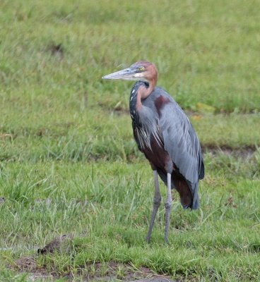 Goliath Heron