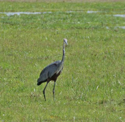 Goliath Heron