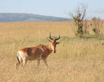 Hartebeest