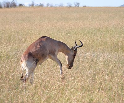 Hartebeest