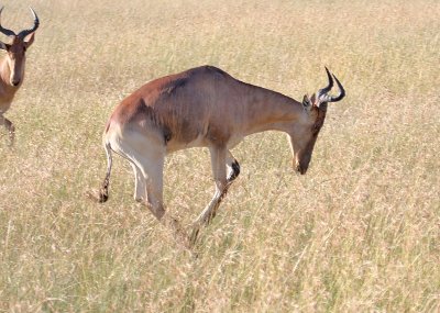 Hartebeest