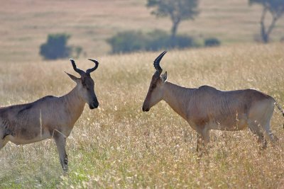 Hartebeest