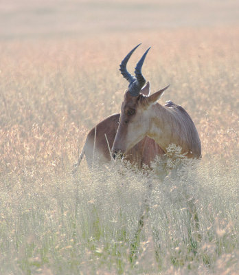 Hartebeest