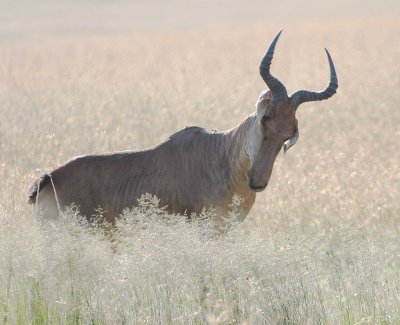 Hartebeest