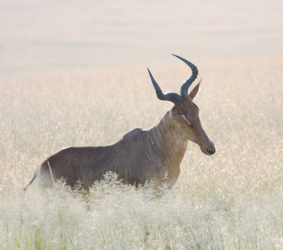 Hartebeest