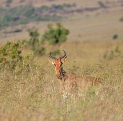 Hartebeest