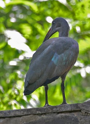 Hadada Ibis