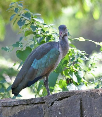 Hadada Ibis