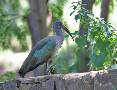 Hadada Ibis