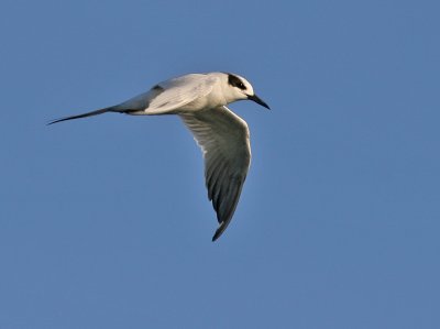 Forster's Tern