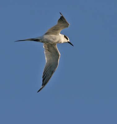 Forster's Tern