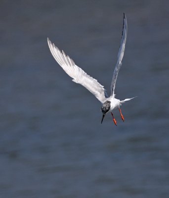 Forster's Tern