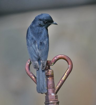 Southern Black-Flycatcher