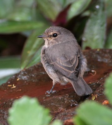 Dusky-brown Flycatcher