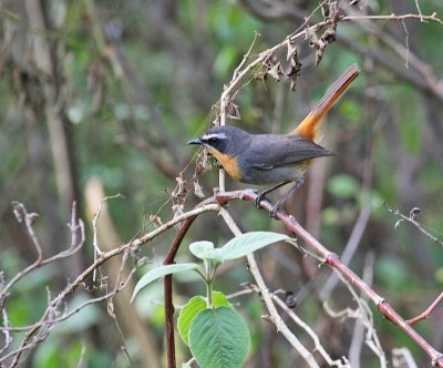 Cape Robin-Chat