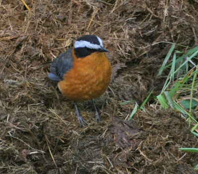 Rueppell's Robin-Chat or White-browed Robin-Chat