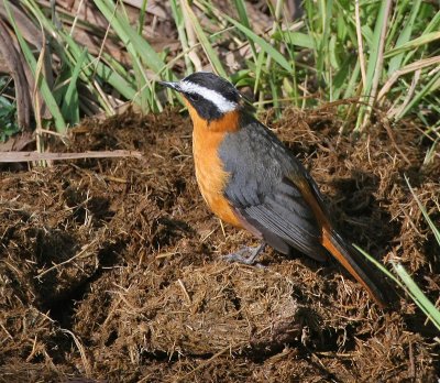 Rueppell's Robin-Chat or White-browed Robin-Chat