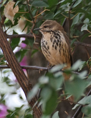 Spotted Morning-Thrush