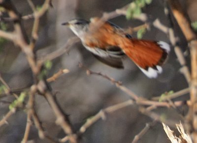 Red-backed Scrub-Robin