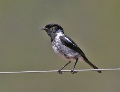 African Stonechat