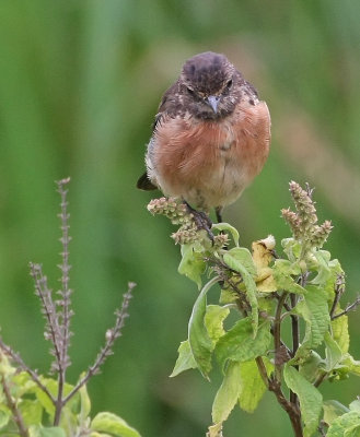 African Stonechat