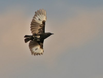 Northern Anteater-Chat