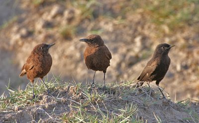 Northern Anteater-Chat