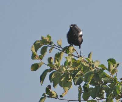 Sooty Chat