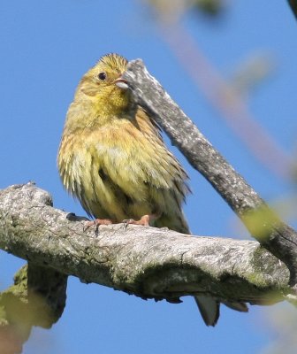 Yellowhammer