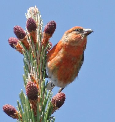 Red Crossbill