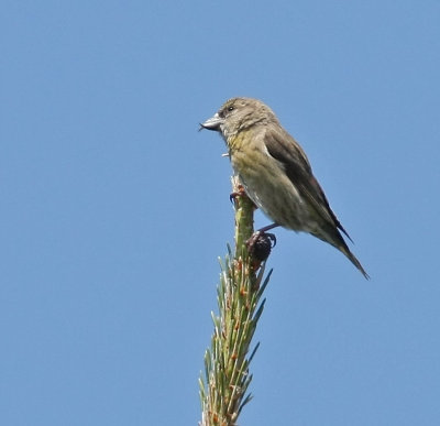 Red Crossbill